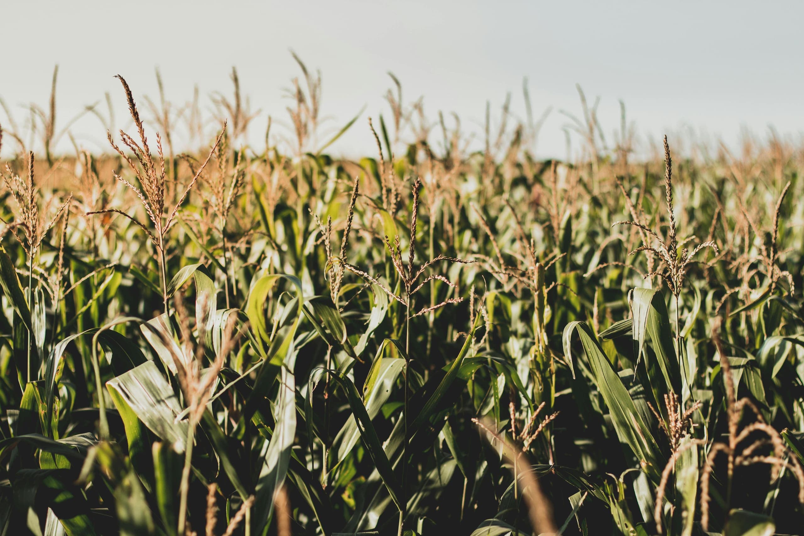 Corn field, biomass feedstock